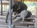Day 9 - Chiang Mai - Elephant Camp 057